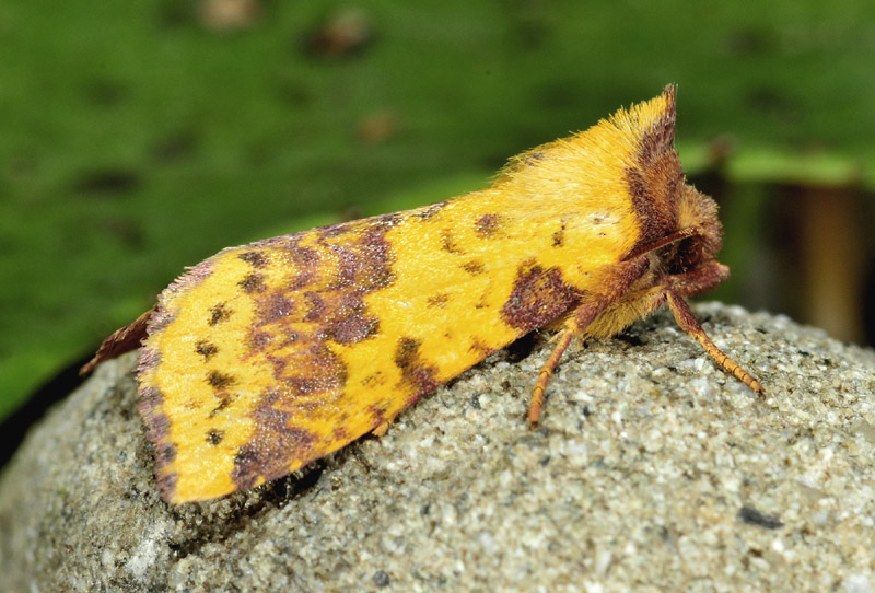 Alcune specie dall''Appennino modenese